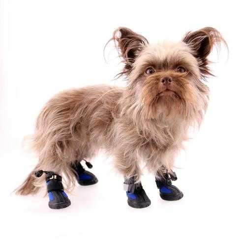 All Weather Dog Boots - Blue
