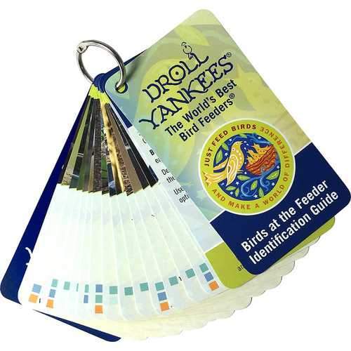 Birds At The Feeder Identification Guide