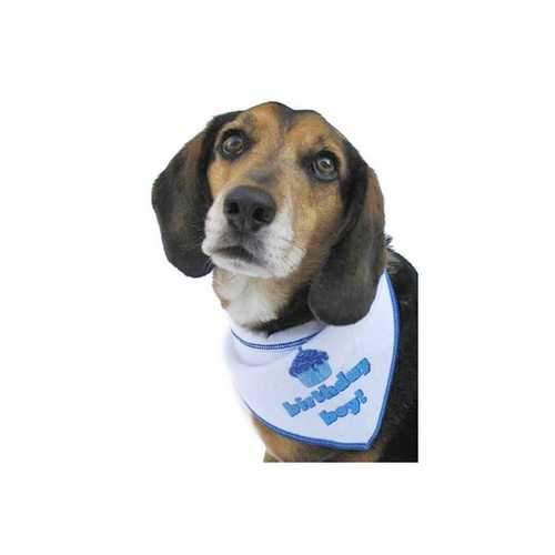 Birthday Boy Dog Bandana