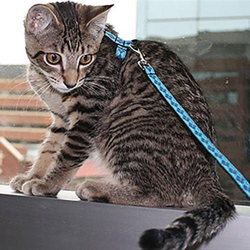 Kitty RC Cat Leash - Raccoon