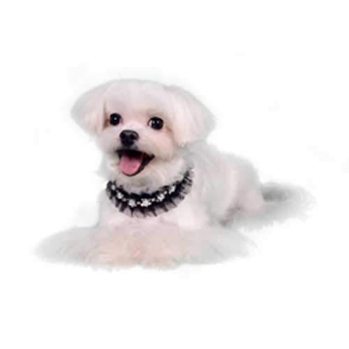 Lila Deco Dog Collar