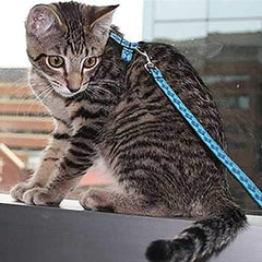 Kitty RC Cat Leash - Raccoon