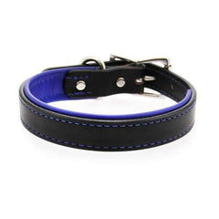 Two-Tone Padded Leather Dog Collar by Auburn Leather - Black and Blue