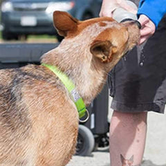 Primary Clip Dog Collar - Lime