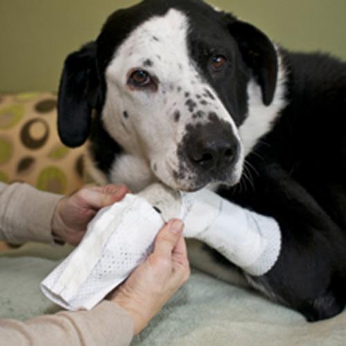 PawFlex Basic and Joint Dog Bandage Covers