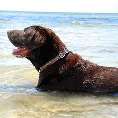 Rainbow Trout Dog Collar by Dublin Dog