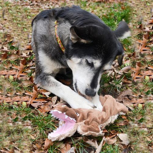 Aussie Floppie Crocodile Dog Toy