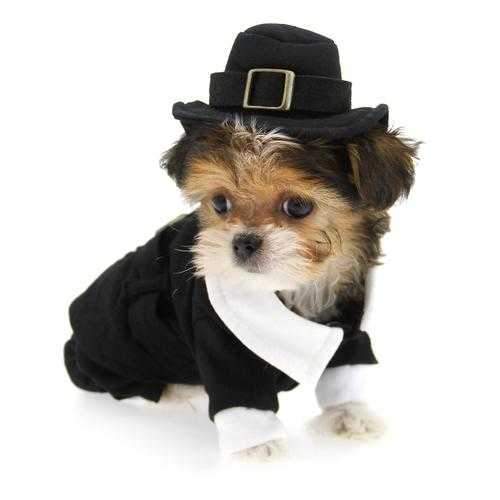 Pilgrim Boy Dog Costume