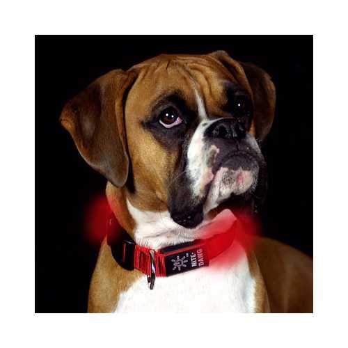 Nite Dawg LED Dog Collar - Red