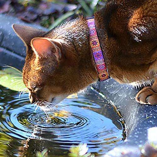 Kitty Breakaway Cat Collar - Trendy Mehndi