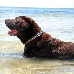 Rainbow Trout Dog Collar by Dublin Dog