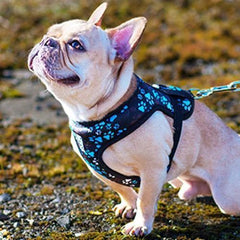 Cirque Dog Harness - Pitter Patter Chocolate
