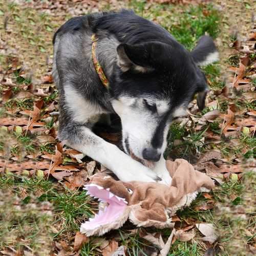 Aussie Floppie Crocodile Dog Toy