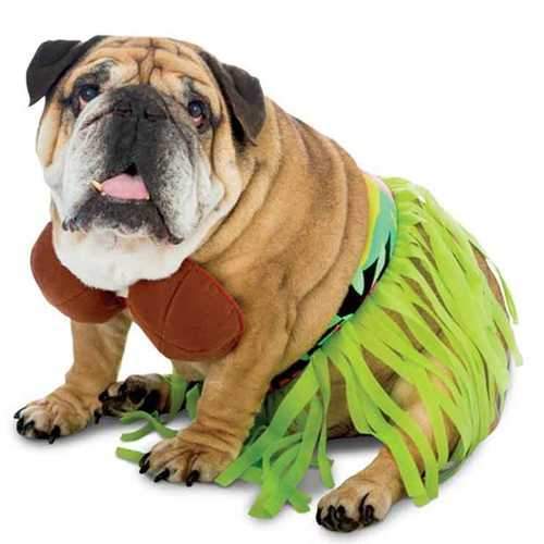 Zelda Hula Dog Costume