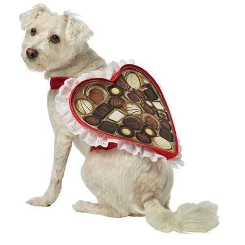 Chocolate Box Dog Costume by Rasta Imposta