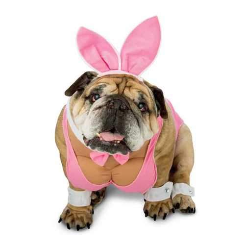 Zelda Hunny Bunny Halloween Dog Costume