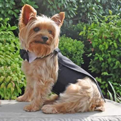 Classic Dog Tuxedo Set with Tails by Doggie Design