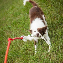 Tether Tug Dog Toy