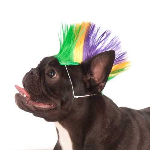 Mohawk Dog Wig - Mardi Gras