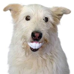 Humunga Chomp Dog Toy