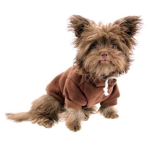 Plain Dog Hoodie - Brown