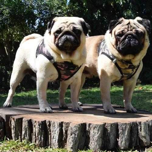 American River Camo Choke Free Dog Harness - Brown