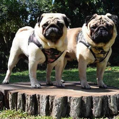 American River Camo Choke Free Dog Harness - Brown