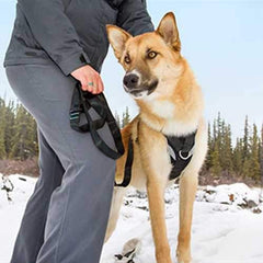 Ultimate Control Dog Harness by Canine Equipment - Black