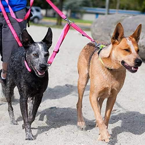 Primary Adjustable Dog Coupler - Raspberry