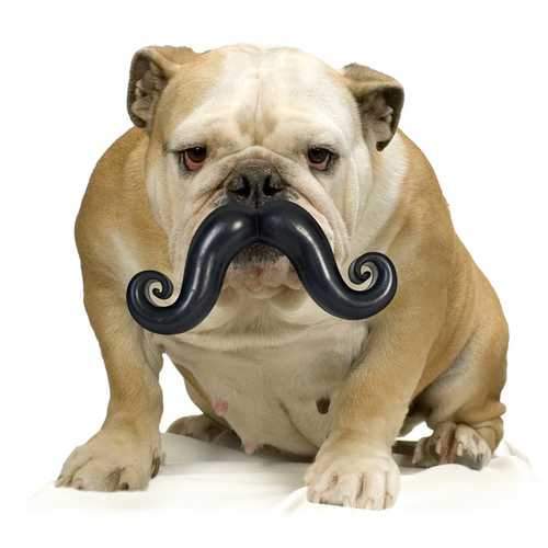 Humunga Stache Dog Toy