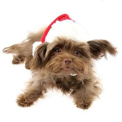 Santa's Dog Hat by Puppia - Red