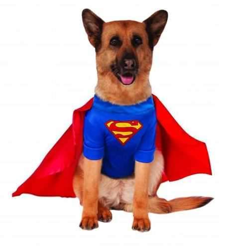 Superman Dog Halloween Costume - Big Dog Edition