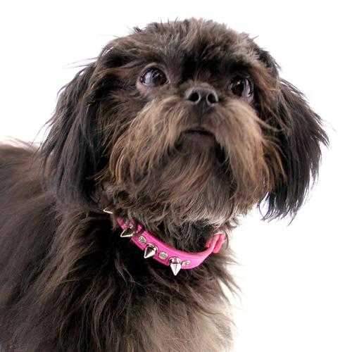 Crystals and Silver Spikes Dog Collar - Bright Pink