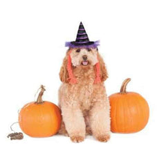 Purple Witch Dog Hat with Braids