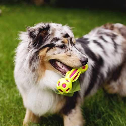 Outward Hound Splash Bombz Bone Dog Toy