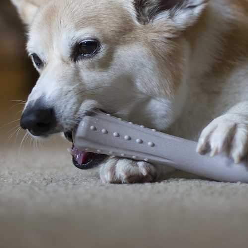 Deerhorn Chew Dog Toy from Petstages