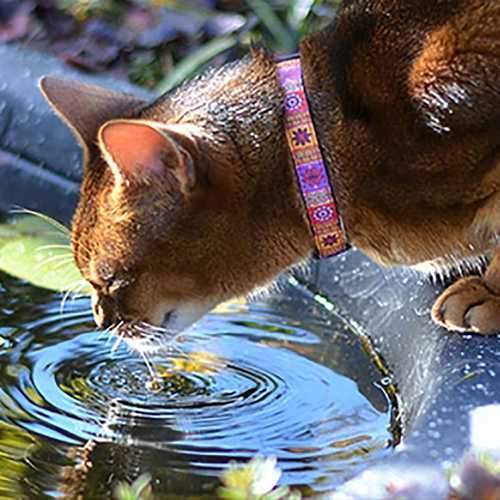 Kitty Breakaway Cat Collar - Trendy Mehndi