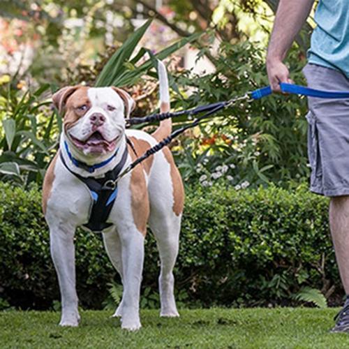 Ultimate Control Dog Harness by Canine Equipment - Black