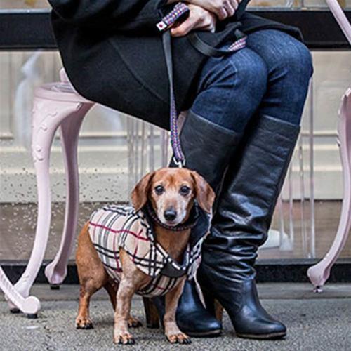 Whistler Winter Dog Coat - Tan Tartan