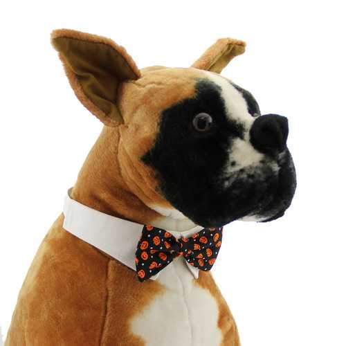 Pumpkin Dog Shirt Collar and Bow Tie