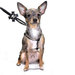 Black Skull Step In Dog Harness by Hip Doggie