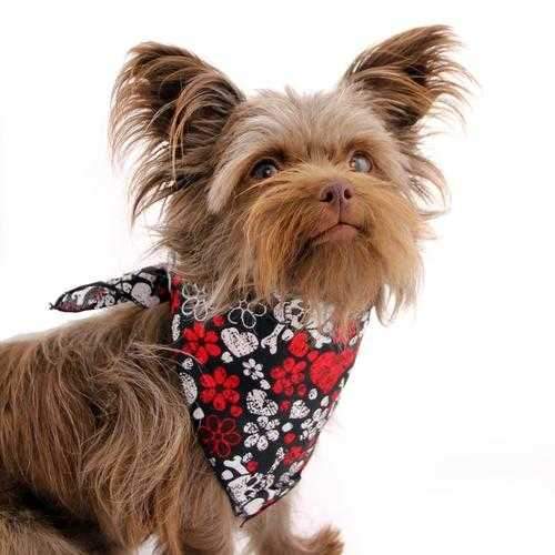 Top Performance Modern Love Dog Bandana