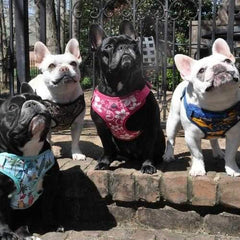 Wrap and Snap Choke Free Dog Harness by Doggie Design - Island Sharks