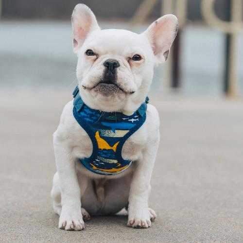 Wrap and Snap Choke Free Dog Harness by Doggie Design - Island Sharks