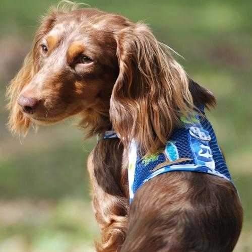 Surfboard Blue and Green Cool Mesh Dog Harness with Matching Leash by Doggie Design
