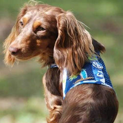 Surfboard Blue and Green Cool Mesh Dog Harness with Matching Leash by Doggie Design
