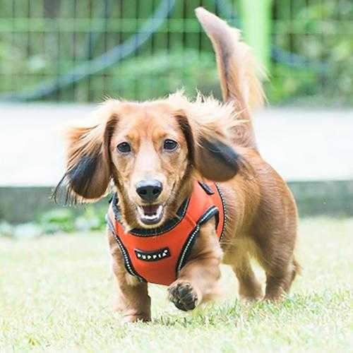 Trek Dog Harness Vest by Puppia Life - Orange
