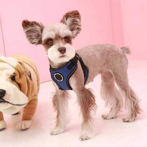 Trek Adjustable Step-In Dog Harness by Puppia Life - Royal Blue