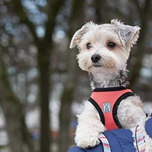 Step-in Cirque Dog Harness - Coral