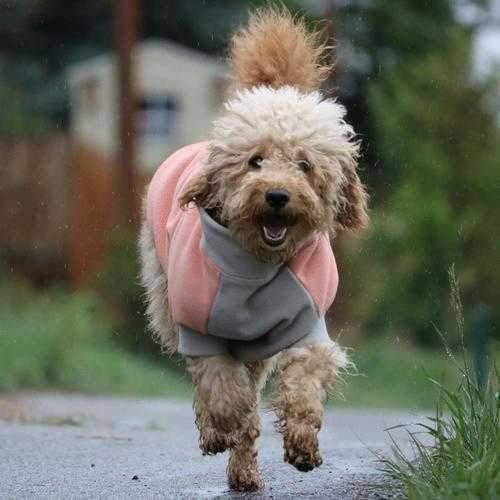Highline Fleece Dog Coat by Doggie Design - Coral and Gray